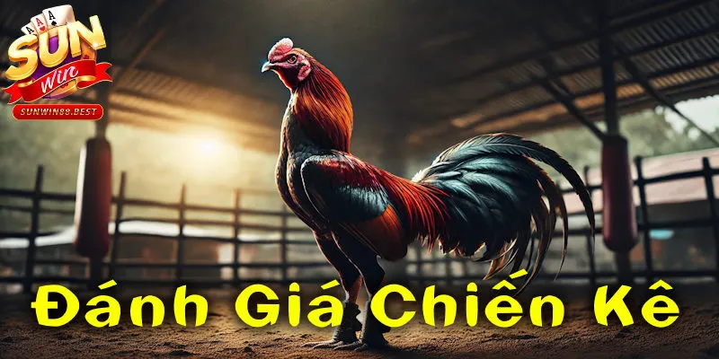 đá gà sunwin đánh giá chiến kê