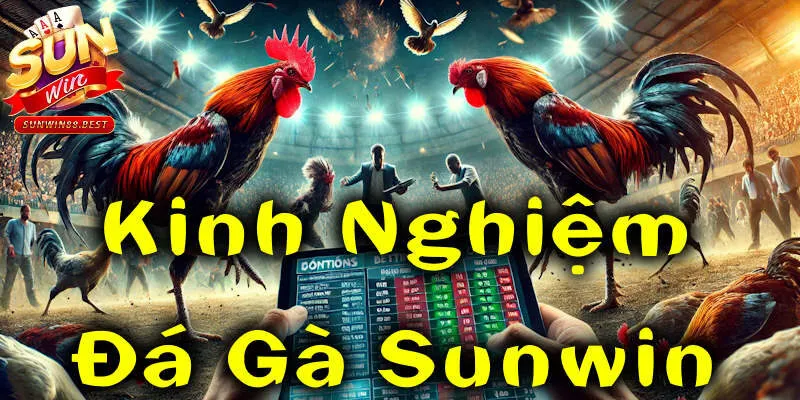 đá gà sunwin kinh nghiệm chơi