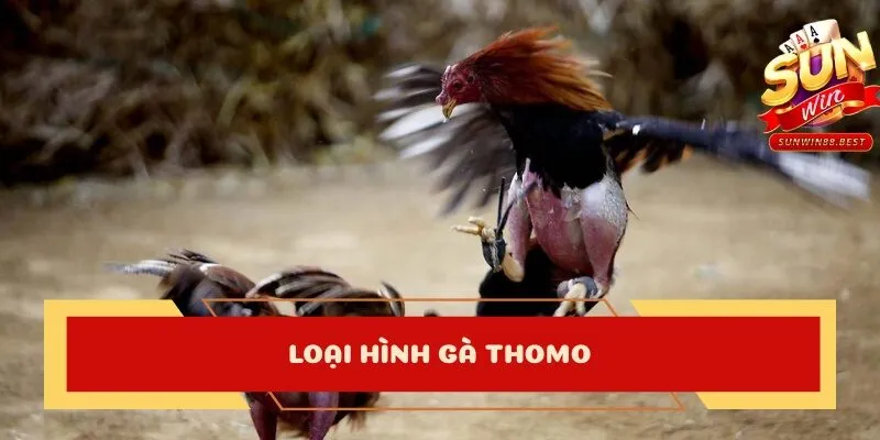 đá gà online thomo
