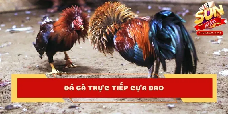 đá gà trực tiếp cựa dao