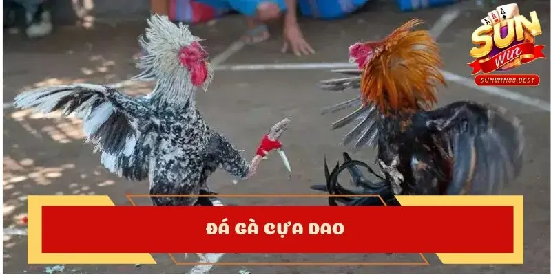 đá gà trực tiếp cựa dao là gì