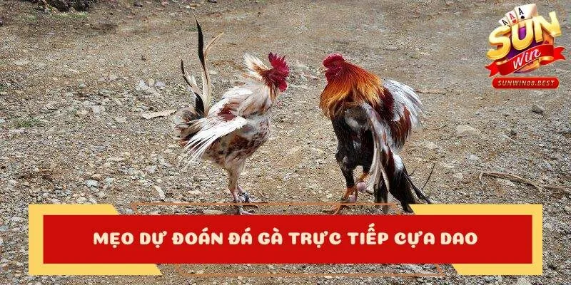 kèo đá gà trực tiếp cựa dao