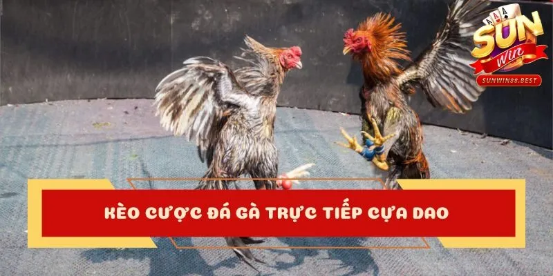 mẹo dự đoán đá gà trực tiếp cựa dao