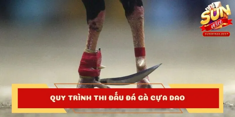 quy trình thi đấu đá gà trực tiếp cựa dao